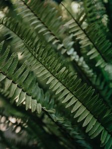 Preview wallpaper fern, macro, leaves, plant