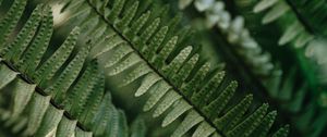 Preview wallpaper fern, macro, leaves, plant