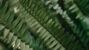 Preview wallpaper fern, macro, leaves, plant