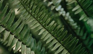 Preview wallpaper fern, macro, leaves, plant