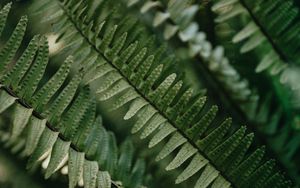 Preview wallpaper fern, macro, leaves, plant