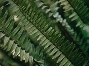 Preview wallpaper fern, macro, leaves, plant