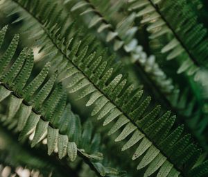 Preview wallpaper fern, macro, leaves, plant