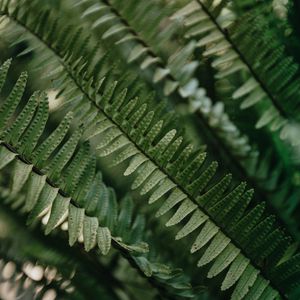 Preview wallpaper fern, macro, leaves, plant