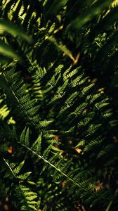 Preview wallpaper fern, macro, leaves, branches