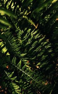Preview wallpaper fern, macro, leaves, branches