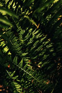 Preview wallpaper fern, macro, leaves, branches