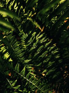 Preview wallpaper fern, macro, leaves, branches