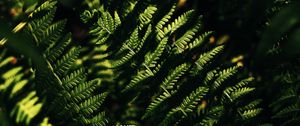 Preview wallpaper fern, macro, leaves, branches