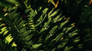 Preview wallpaper fern, macro, leaves, branches