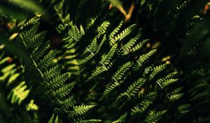 Preview wallpaper fern, macro, leaves, branches