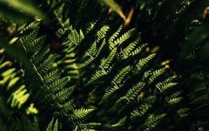 Preview wallpaper fern, macro, leaves, branches