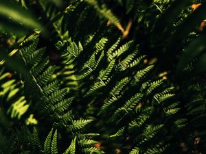 Preview wallpaper fern, macro, leaves, branches