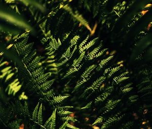 Preview wallpaper fern, macro, leaves, branches