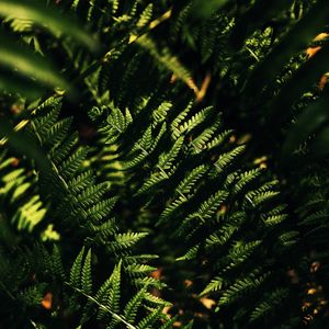 Preview wallpaper fern, macro, leaves, branches