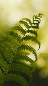 Preview wallpaper fern, macro, plant, branch