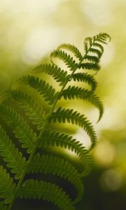 Preview wallpaper fern, macro, plant, branch