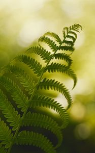 Preview wallpaper fern, macro, plant, branch