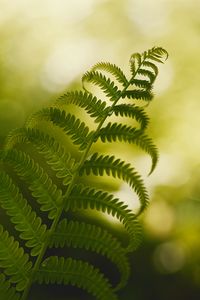 Preview wallpaper fern, macro, plant, branch