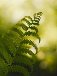 Preview wallpaper fern, macro, plant, branch