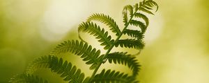 Preview wallpaper fern, macro, plant, branch