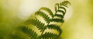 Preview wallpaper fern, macro, plant, branch