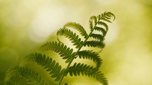 Preview wallpaper fern, macro, plant, branch