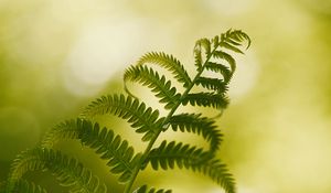 Preview wallpaper fern, macro, plant, branch