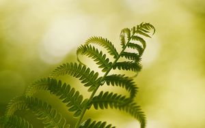 Preview wallpaper fern, macro, plant, branch