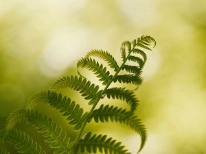 Preview wallpaper fern, macro, plant, branch