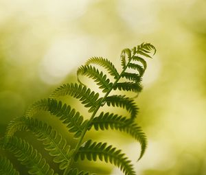 Preview wallpaper fern, macro, plant, branch