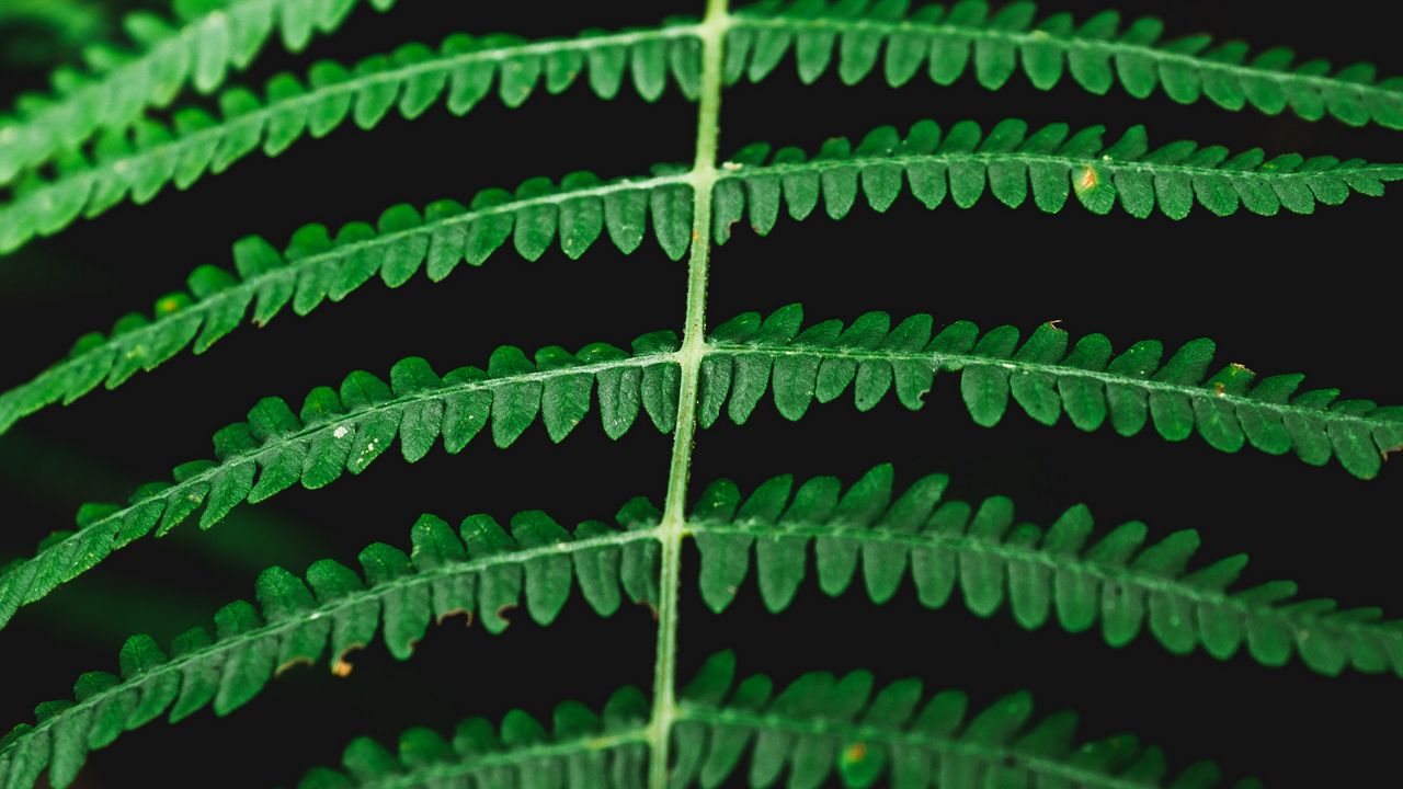 Wallpaper fern, macro, plant, leaves