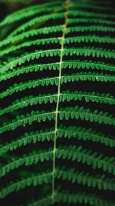 Preview wallpaper fern, macro, plant, leaves