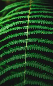 Preview wallpaper fern, macro, plant, leaves