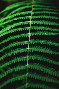 Preview wallpaper fern, macro, plant, leaves
