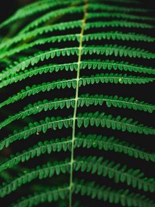 Preview wallpaper fern, macro, plant, leaves