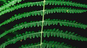 Preview wallpaper fern, macro, plant, leaves