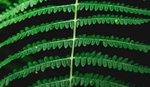 Preview wallpaper fern, macro, plant, leaves