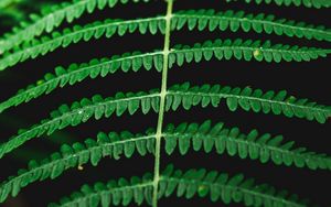 Preview wallpaper fern, macro, plant, leaves