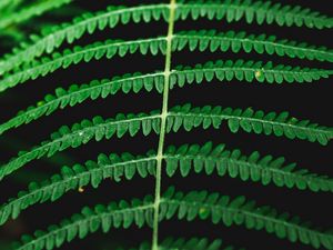 Preview wallpaper fern, macro, plant, leaves
