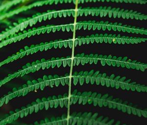 Preview wallpaper fern, macro, plant, leaves