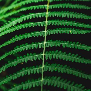 Preview wallpaper fern, macro, plant, leaves