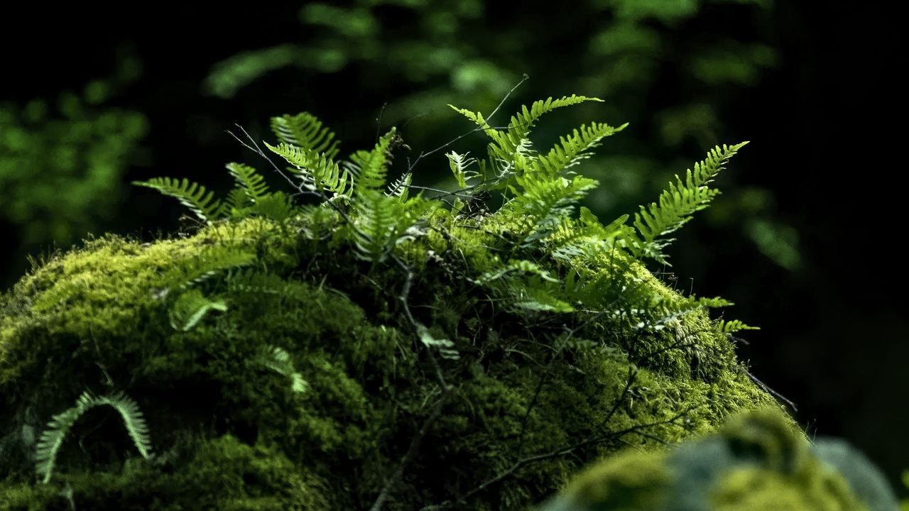 Wallpaper fern, moss, forest, dark