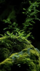 Preview wallpaper fern, moss, forest, dark