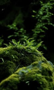 Preview wallpaper fern, moss, forest, dark