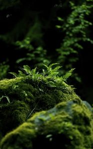 Preview wallpaper fern, moss, forest, dark