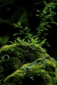 Preview wallpaper fern, moss, forest, dark