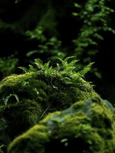 Preview wallpaper fern, moss, forest, dark