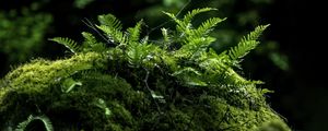 Preview wallpaper fern, moss, forest, dark