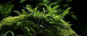 Preview wallpaper fern, moss, forest, dark